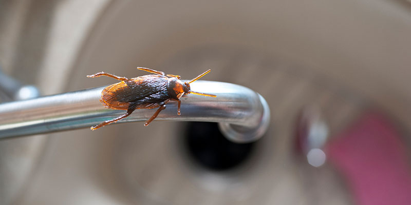 Cockroach Control: 8 Tips to Keep Roaches Out of Your Home