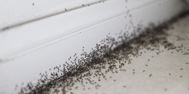 Top Ways to Implement Ant Control 