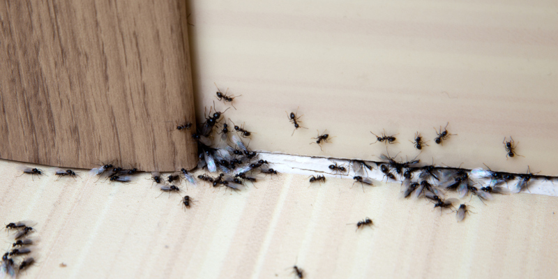exterminator to take care of a pest or insect problem