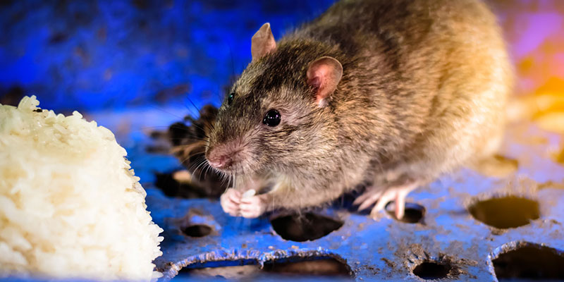 Commercial Rodent Control is Critical for Preventing Mice in Restaurants