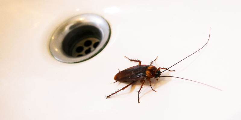 cockroach control is as crucial during the winter months