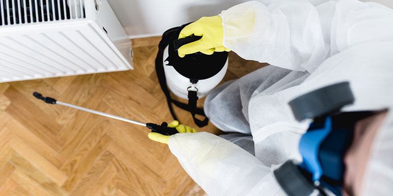 5 Signs You Need to Call an Exterminator 