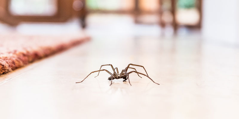 Can Residential Pest Control Help with Spiders?